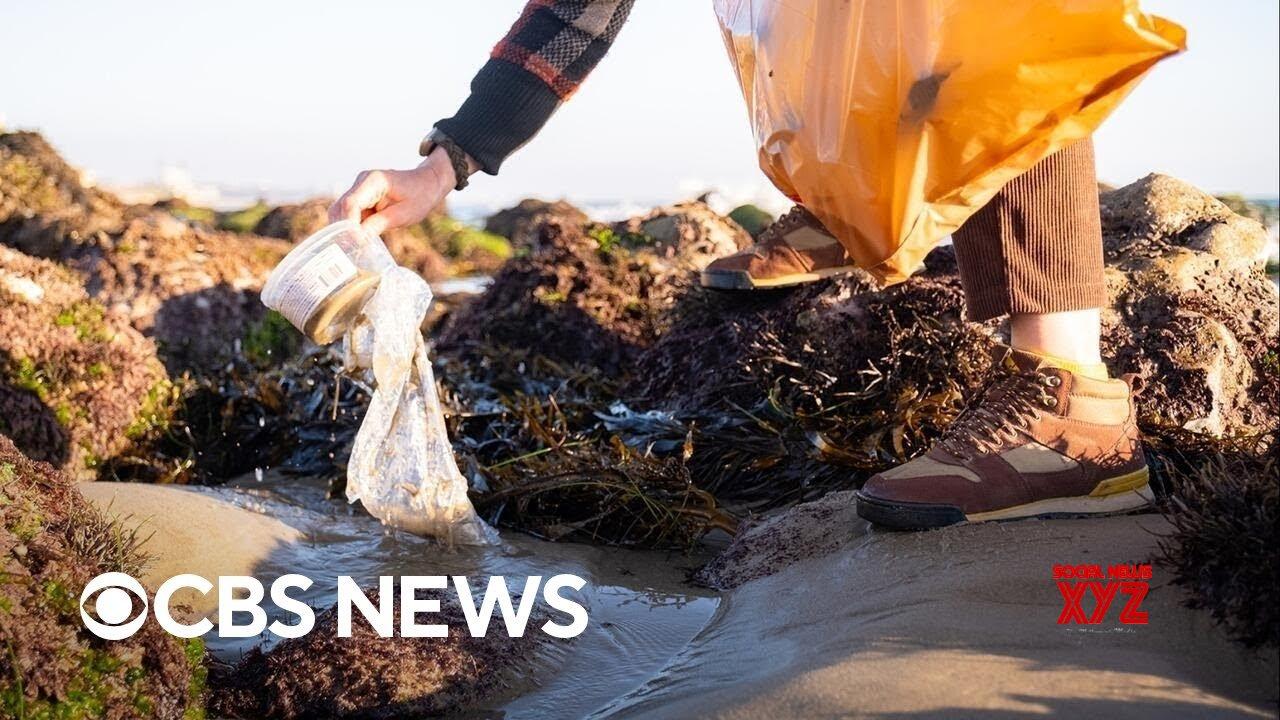 Plastic bag regulations have led to significant decrease in shoreline litter, study finds (Video)